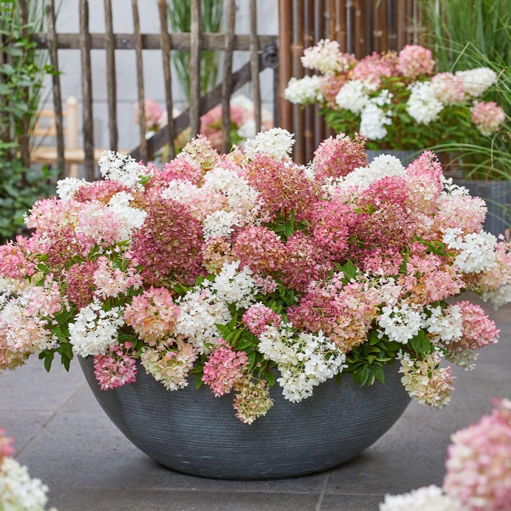 Hydrangea paniculata ‘Groundbreaker Blush’ – Hardy Low-Growing Shrub – Groundcover Hydrangea – Only 40cm Tall – 100 Days of Flowers 2 x 14cm Pots by Thompson and Morgan
