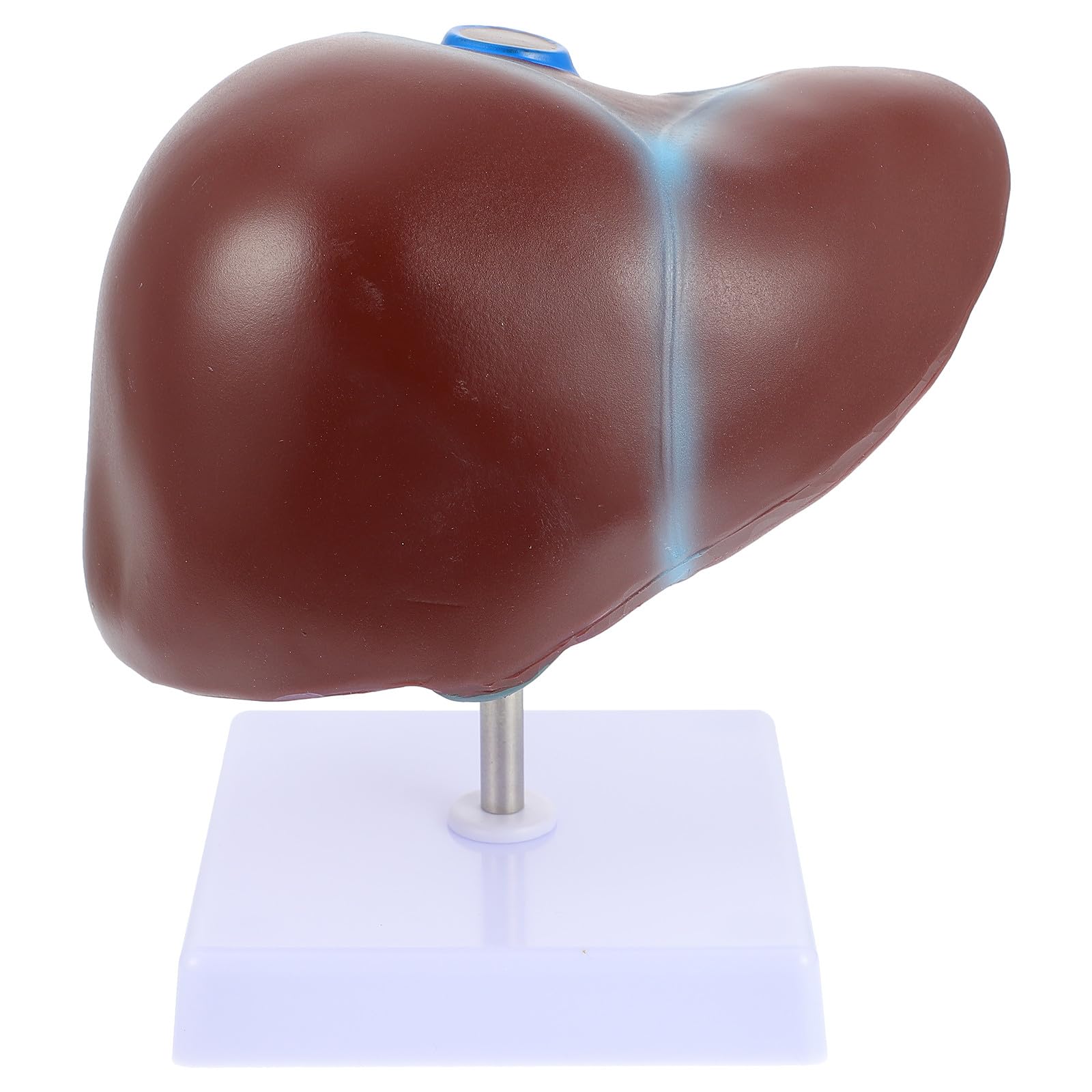 Modèle de foie médical humain pour apprentissage des sciences - 8