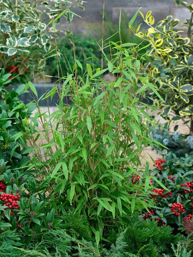 Fargesia murieliae 'Jumbo' 80-150 cm – Winterhart, Immergrün, Pflegeleicht – Gartenbambus – Heckenpflanze für Garten & Sichtschutz