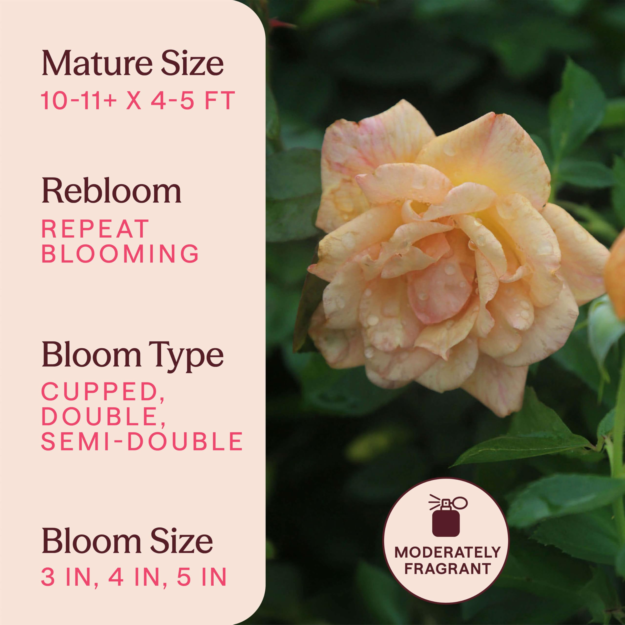 Amazon.com : Heirloom Climbing Roses, Live Own Root Plant, Garden