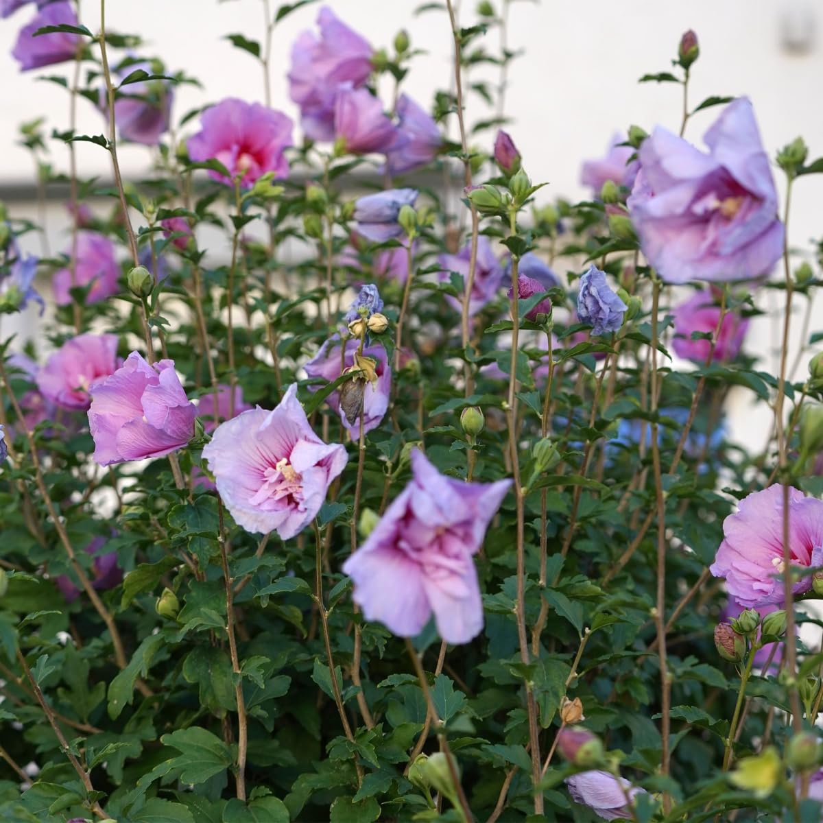 My Green Help – Hibiscus syriacus Lavender Chiffon ad Alberello, Ibisco Siriaco Ornamentale, 1 Pianta Viva Ø19 cm, Elegante Punto Focale per Terrazzo e Giardino