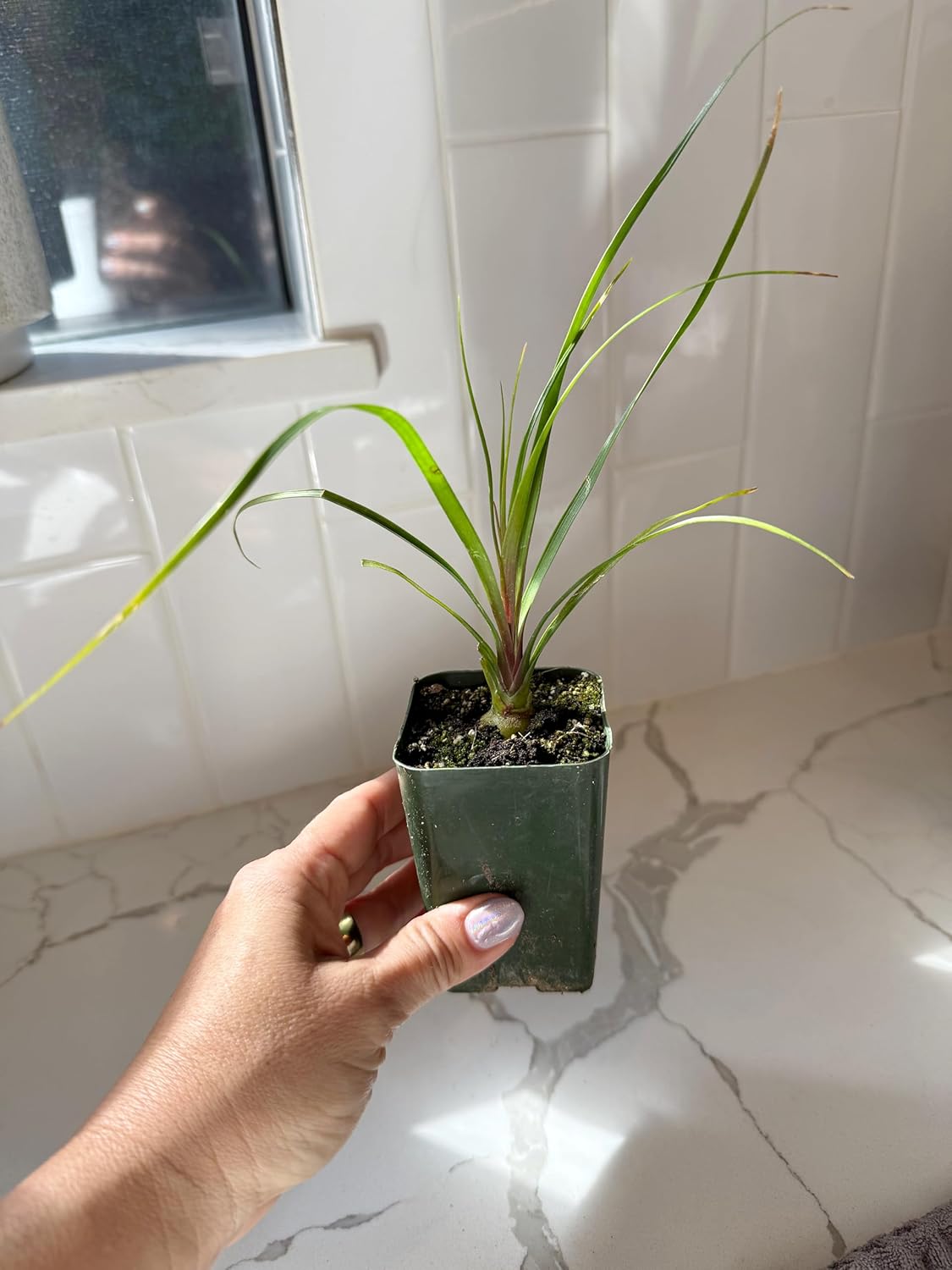 Ponytail Palm (Beaucarnea Recurvata) Live Indoor House Plant in 2-Inch Pot – Low Maintenance, Air-Purifying Plant (3)