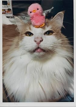 別冊TV Bros. にゃんだらけ特集号 (TOKYO NEWS MOOK) | 東京ニュース