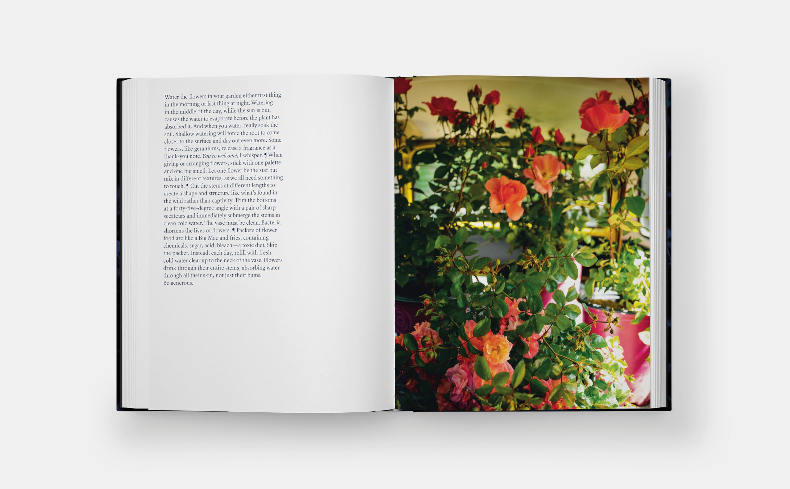 Blue Violet (The Monacelli Press)