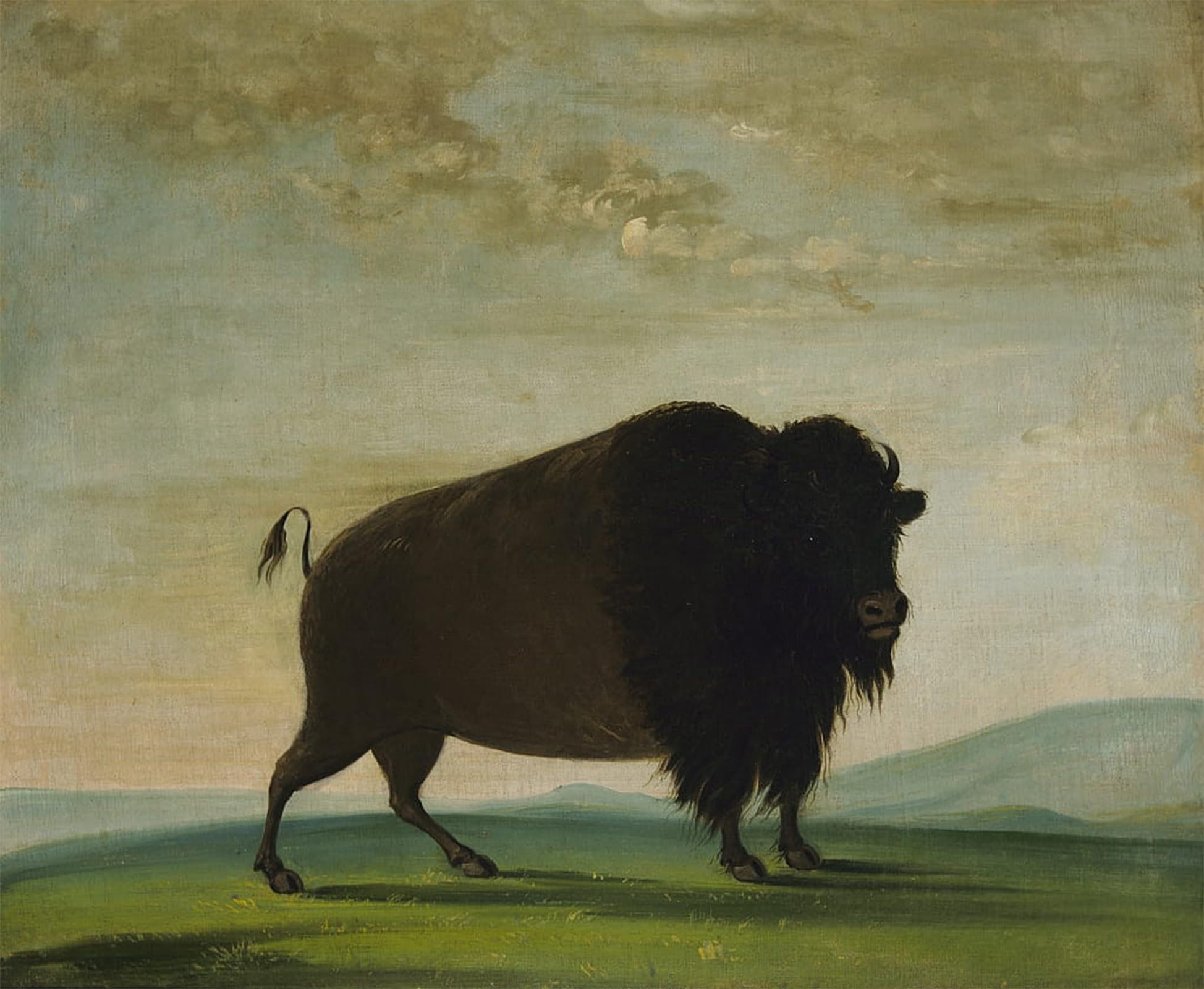ARTXLXXBN Famous Print Painting Colorful Art Print Animal Animal Grazing on the Prairie by George Catlin Canvas Art Decorations for Home Decor 60x90cm