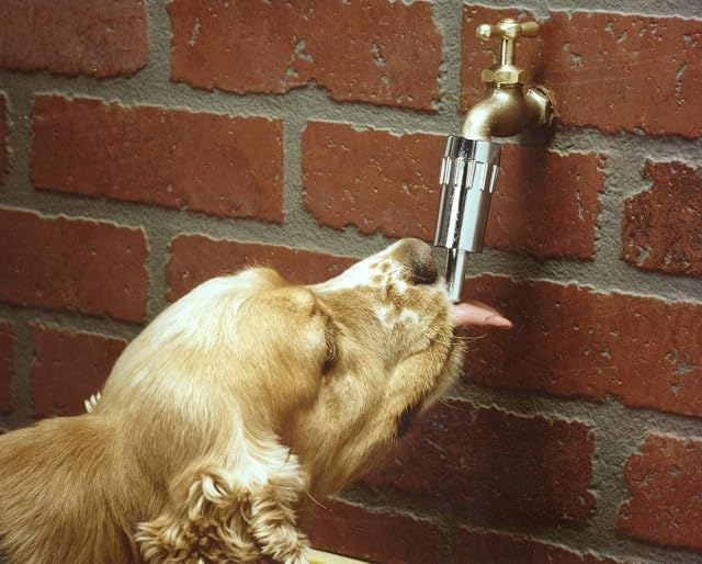 Foto 5 de 6 de Lixit L100 - Grifo de Agua automático para Perros y Otras Mascotas (Paquete de 1)