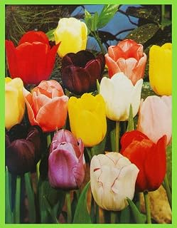 Portal Cool Seeds Package: 1: Rainbow Mixed Tulip Bulbs Seeds Now Spring Flowering Pack of 1 20 50 100 250