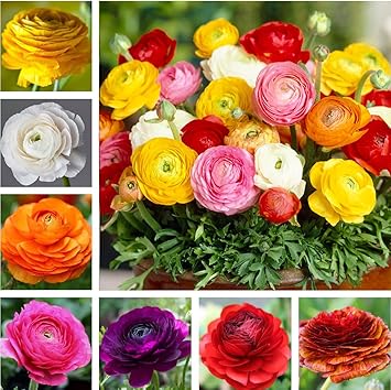 10PCS Mixed Color Yellow/Red/Pink/Purple/White MulticoloredRanunculus Bulbs Double Buttercups Spring Rose Bulb Wedding Flower Bulbs 10, Mix Color 2