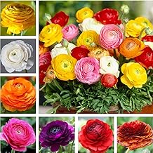 Mixed Peony Ranunculus Bulbs- Persian Buttercup -10 Corms Bulbs Flowering Blooms Perennial Bulbous Root Garden Plant (Mixed Color)