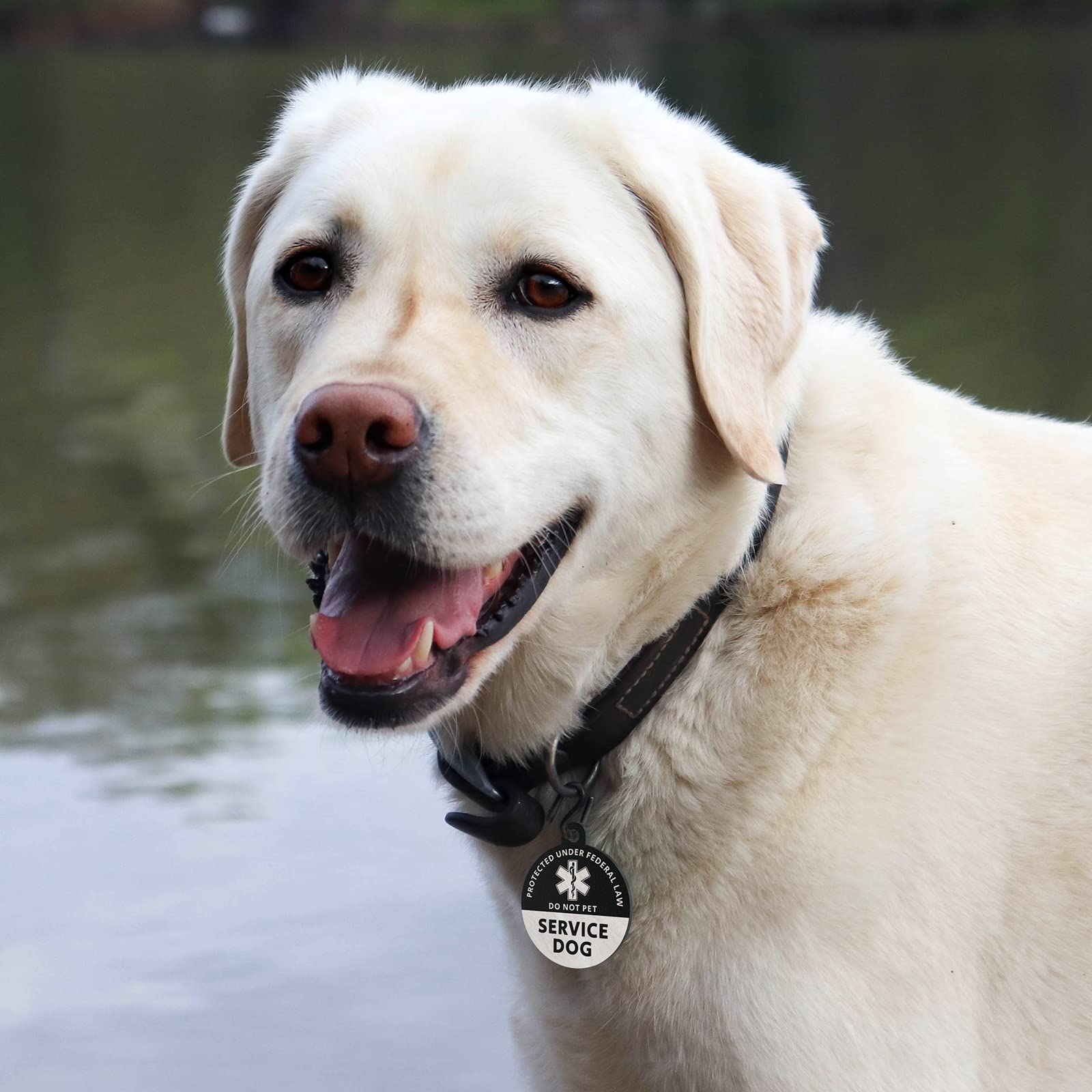MYLUCKYTAG Médaille d'identification d'animal de service avec code QR | Profil en ligne et e-mail d'alerte de localisation | pour collier de chiens et chats