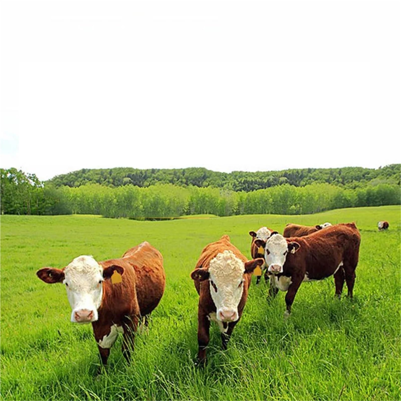 Etichette per l'orecchio per bestiame, 100 etichette per orecchie per bestiame, in plastica, per bovini, pecore, capre, maiali, per bovini, suini, pecore, capre