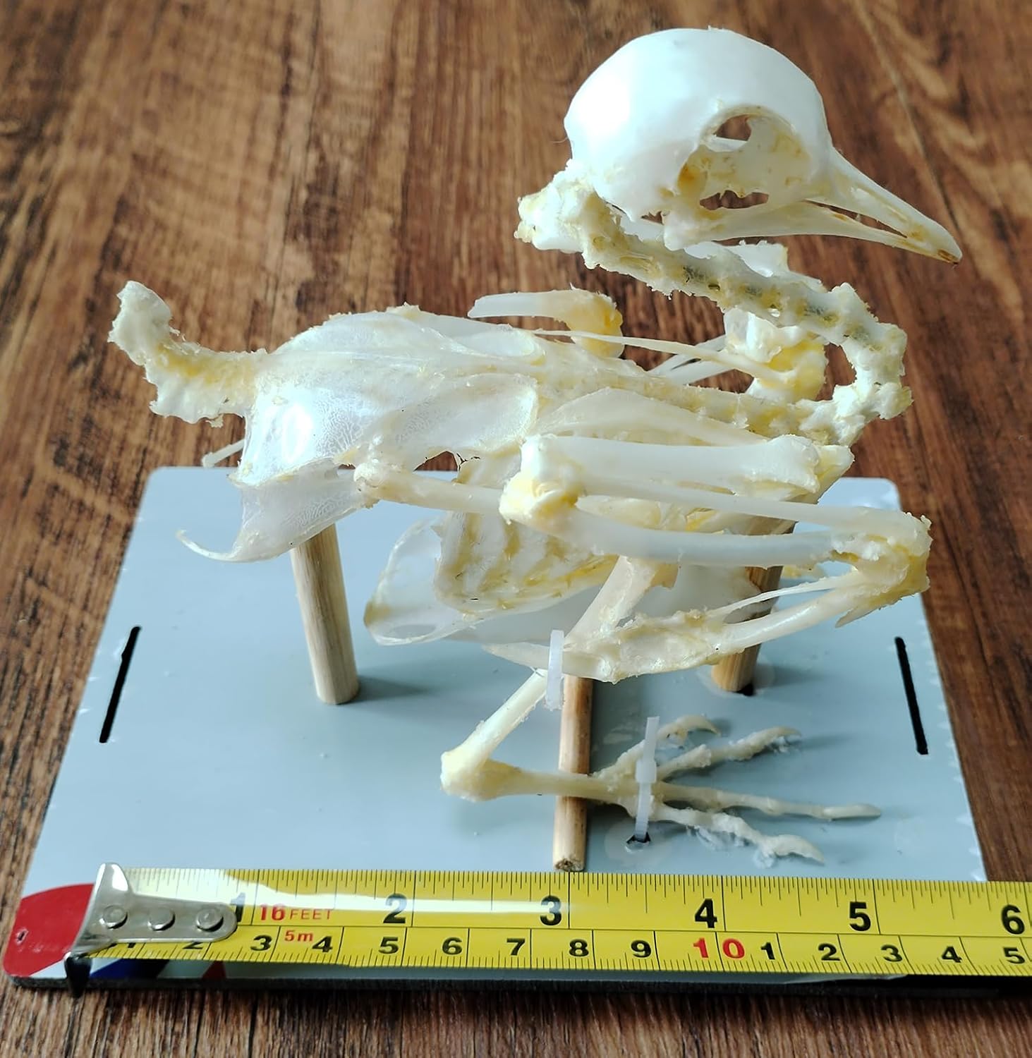 Real Animal Skeleton, Natural Animal Taxidermy Bone, Animal Specimens for Collectibles Home Decoration (Pigeon Skeleton)