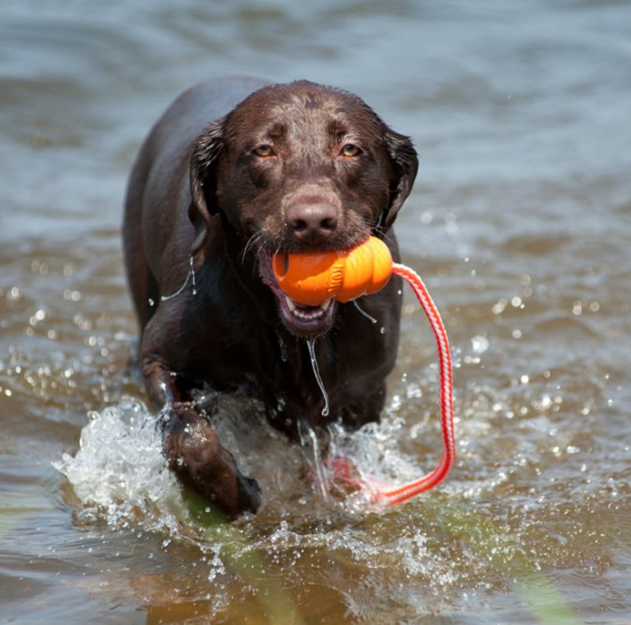 KONG Aqua Classic Dog Toy 2-Pack – Floating Retrieval Toy for Water Play - with Rope (Large)