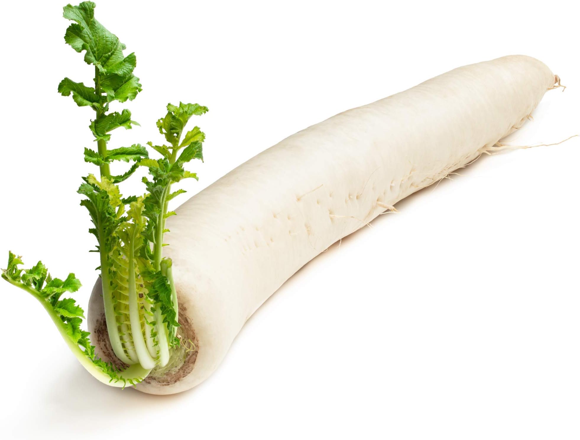 Fresh Asian Mooli Radish / Daikon - Imported Weekly from Asia