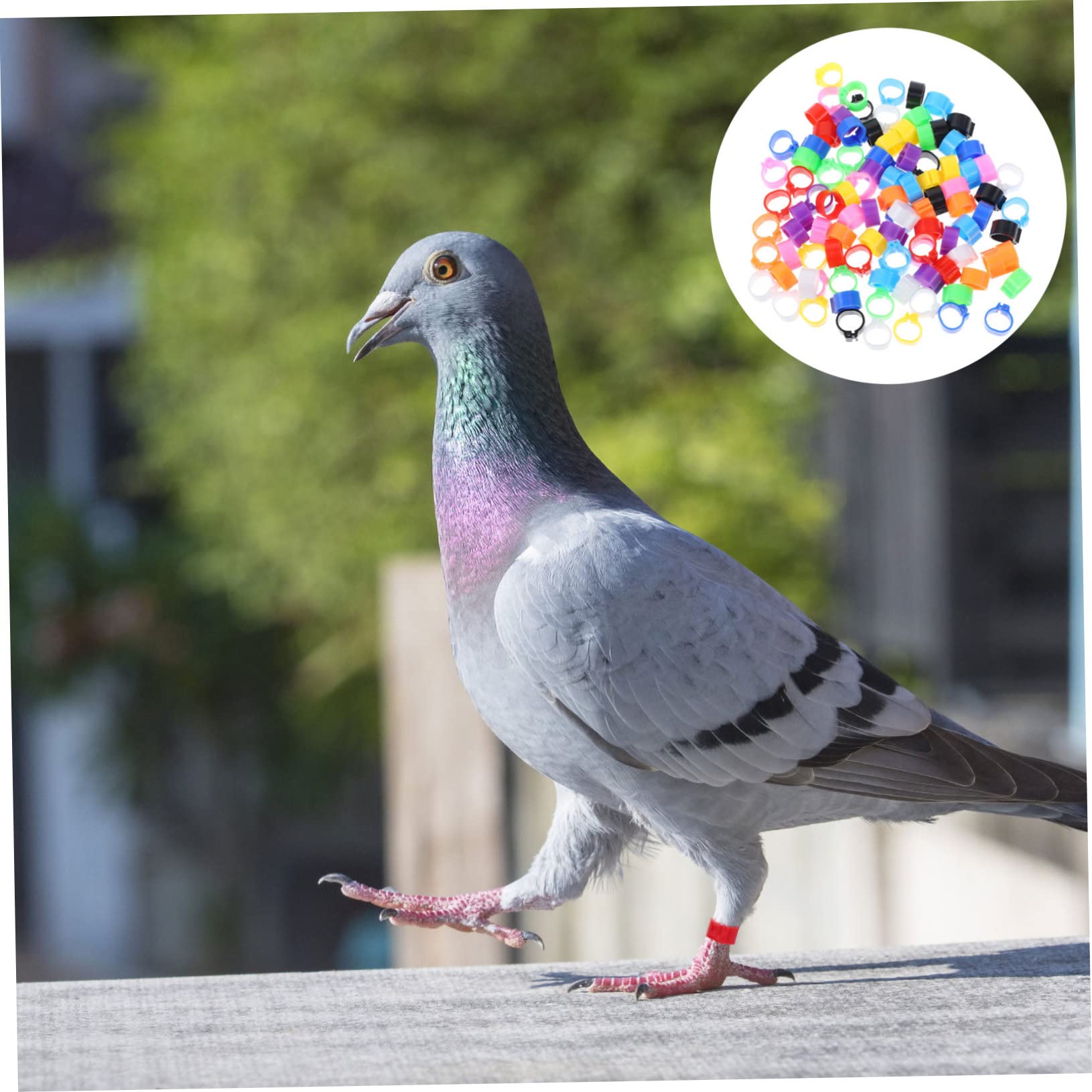 Amazon.co.jp: PHENOFICE 鳩の足輪 鳩識別リング プラスチック製脚輪