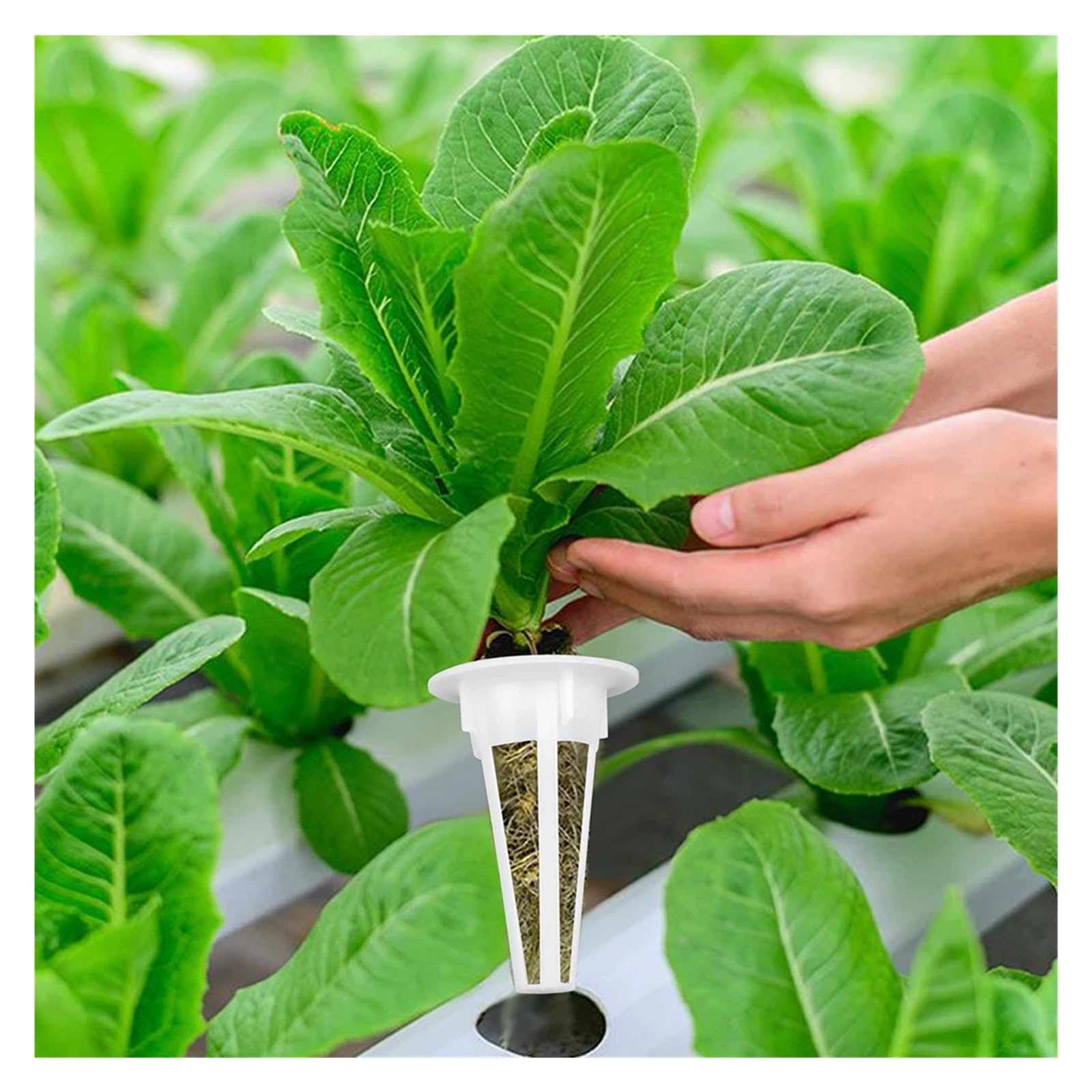 Cubi di lana di roccia Kit di baccelli di semenzaio for piantine agricole trasparenti for sistema di coltivazione in serra Piante da interno for esterni Forniture idroponica per serre per una crescita