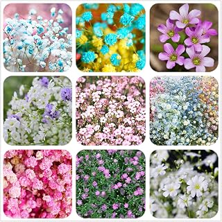 100 Pcs Mixed Gypsophila Seeds Perennial Plant Flower Gypsophila for Planting