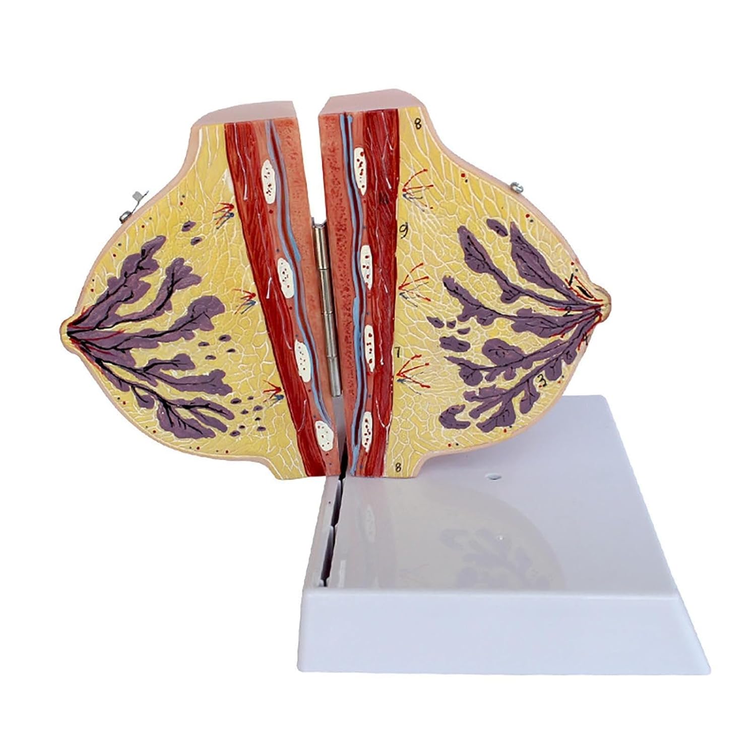 Non-lactating Breast Model, Breast Sagittal Section Anatomical Display Model, Simulated Human Resting Breast Anatomy Model, Teaching Model Tools