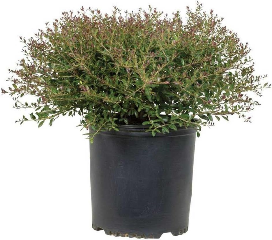 9.25 in. Pot - Yaupon Bordeaux Dwarf Holly