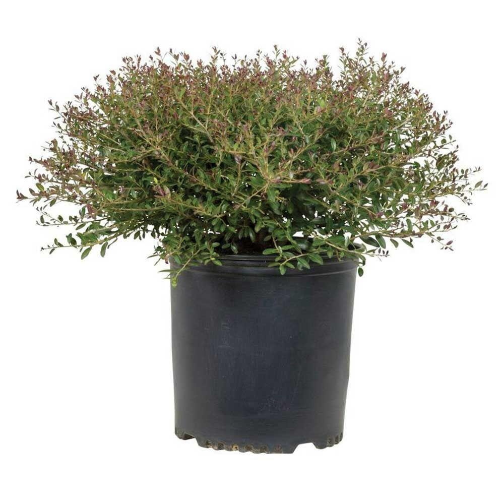 Yaupon Bordeaux Dwarf Holly