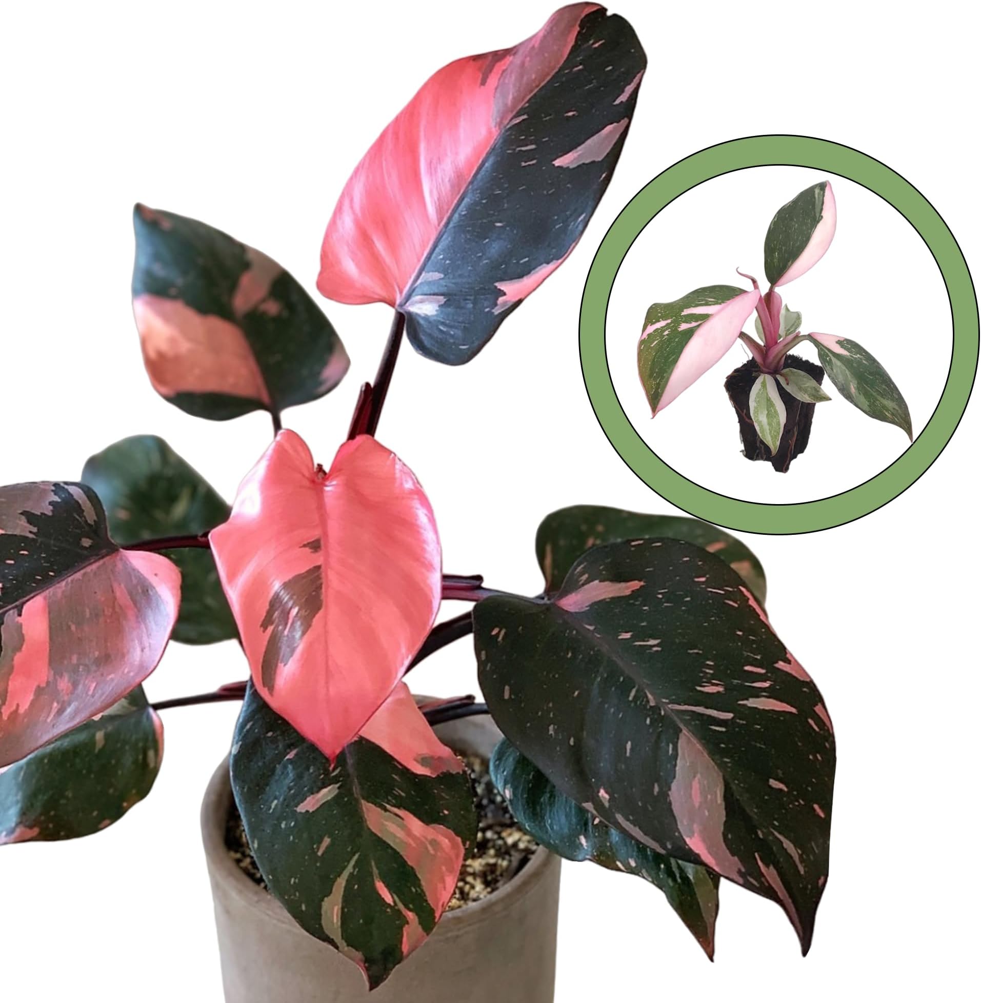 Philodendron Black Cherry Pink Princess Starter Plant