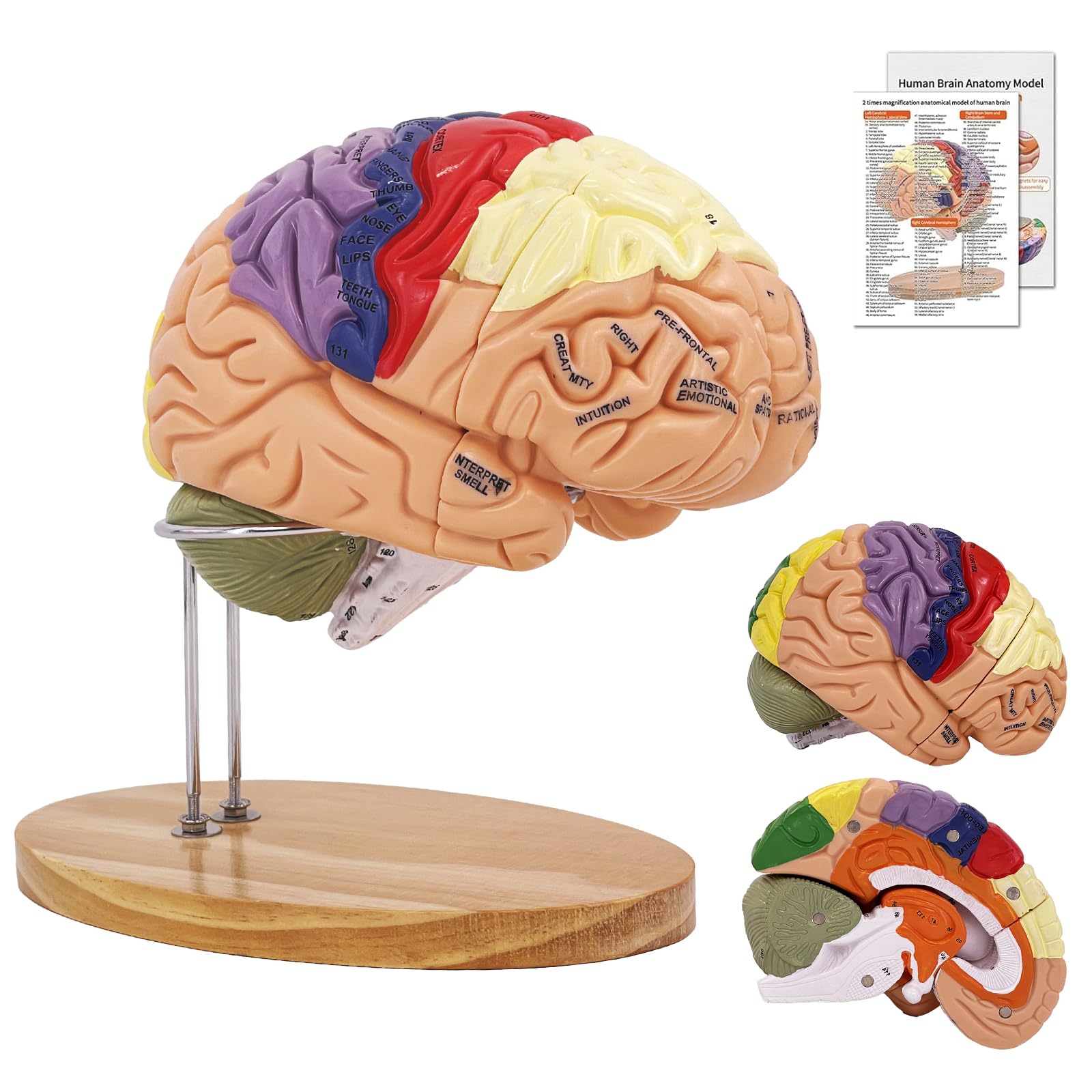 HYTRDFS Brain Model