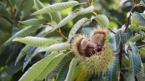 Miniatura 2 de TriStar Plants - Árbol híbrido de castaño americano - Maceta de 1 galón - No Ship California - Raíces establecidas saludables, castaño americano a