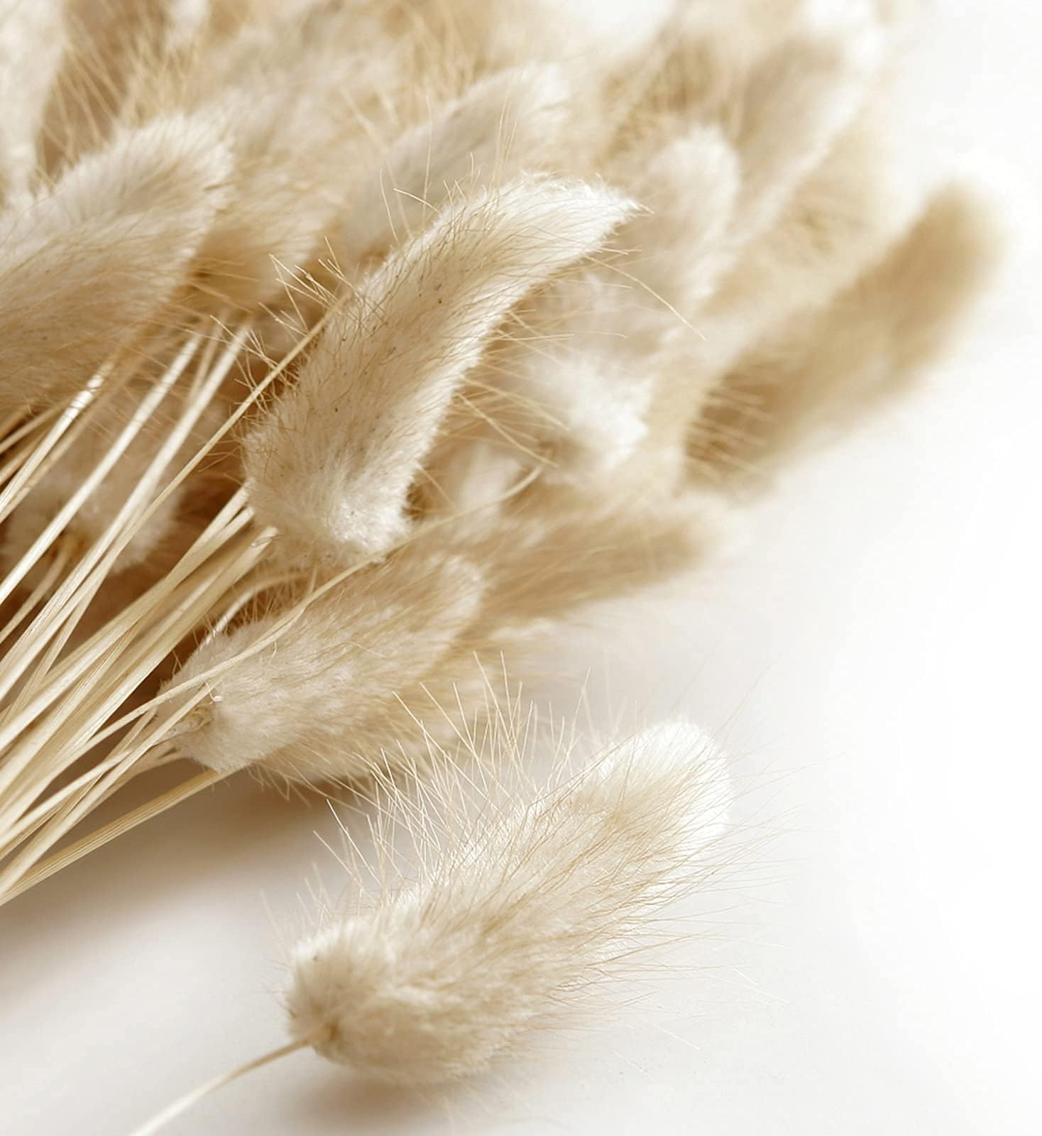 SYHMQQ 100Pcs Bunny Tails Dried Flowers, Natural Dried Lagurus ovatus is Naturally Dried, Bunny Tails Pampas Grass Freely Combined to Decorate for Home Wedding Party Decoration