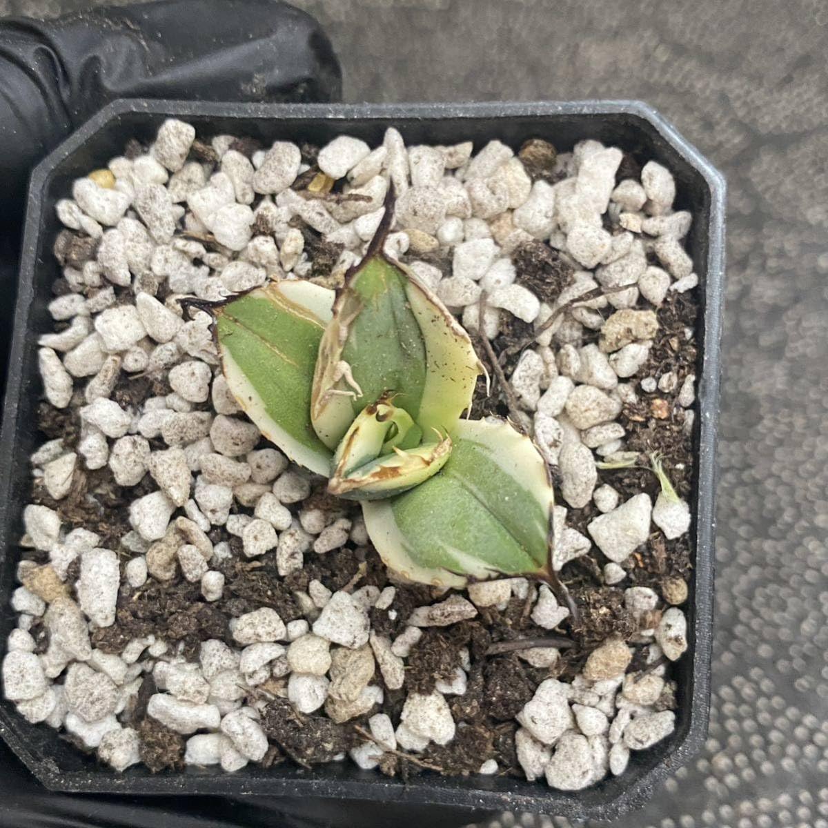 Amazon.co.jp: 多肉植物 アガベ チタノタ スナグルトゥース 子株 発根