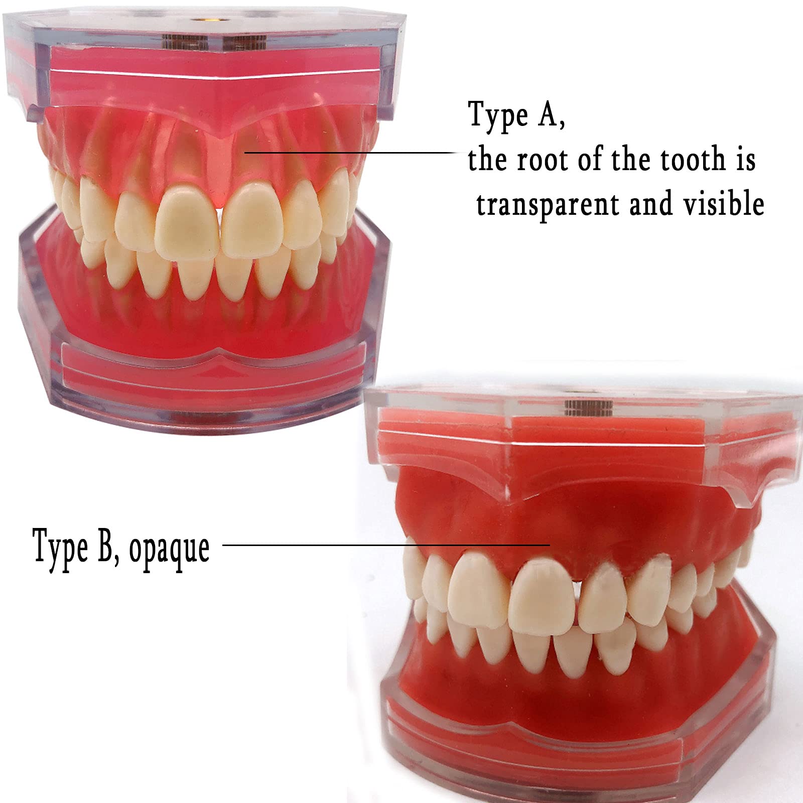 Modello di denti in plastica Modello di insegnamento dentale Dottore Paziente Comunicazione Dentista Studenti che studiano Educazione Demo Modelli di odontoiatria  66