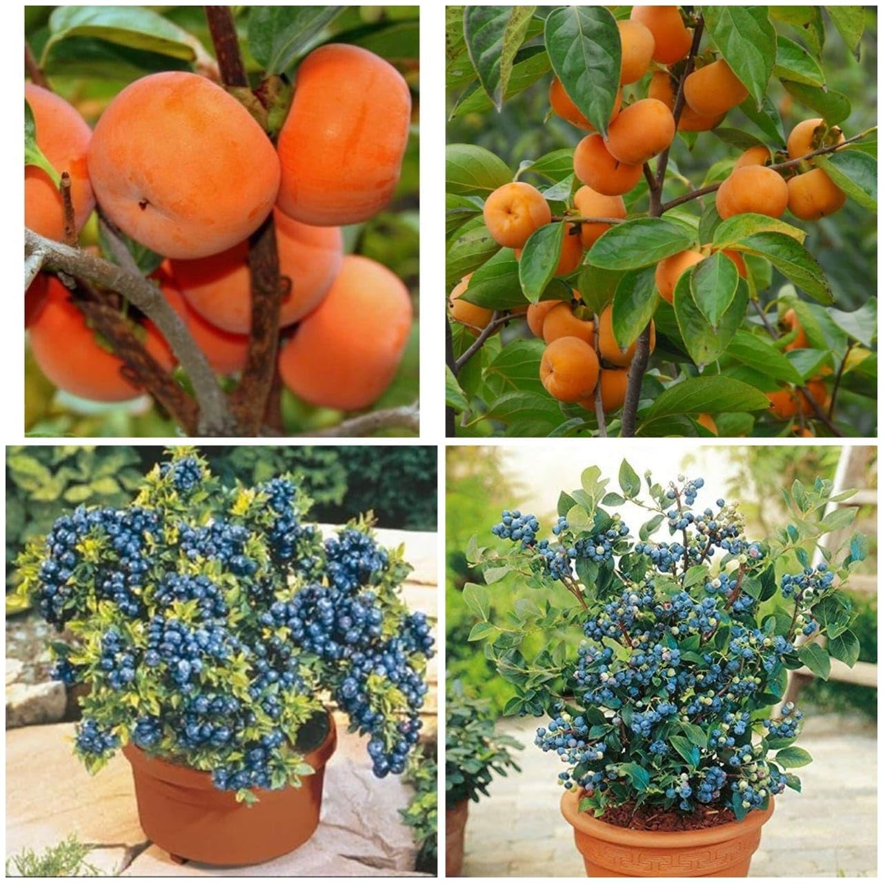Nursery Live Rare Persimmon + Blueberry Tropical Fruit Plant (1 Plant Each) Healthy PLant (B0CTMW2P2F) Amazon Price History, Amazon Price Tracker