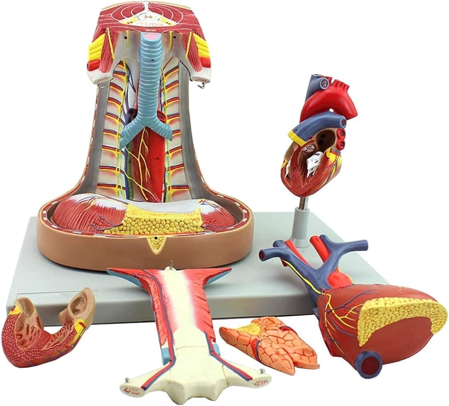 縦隔モデル心臓解剖学 - 胸腺および縦隔医療解剖学的呼吸 - 科学的人体解剖学 - 医学教育訓練と互換性あり★新作・2026年★人気★