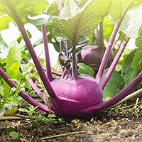 Vista 2 de Organic Kohlrabi Seeds (Purple Vienna) - Approx 500 Seeds - USDA Organic, Non-GMO, Open Pollinated, Heirloom