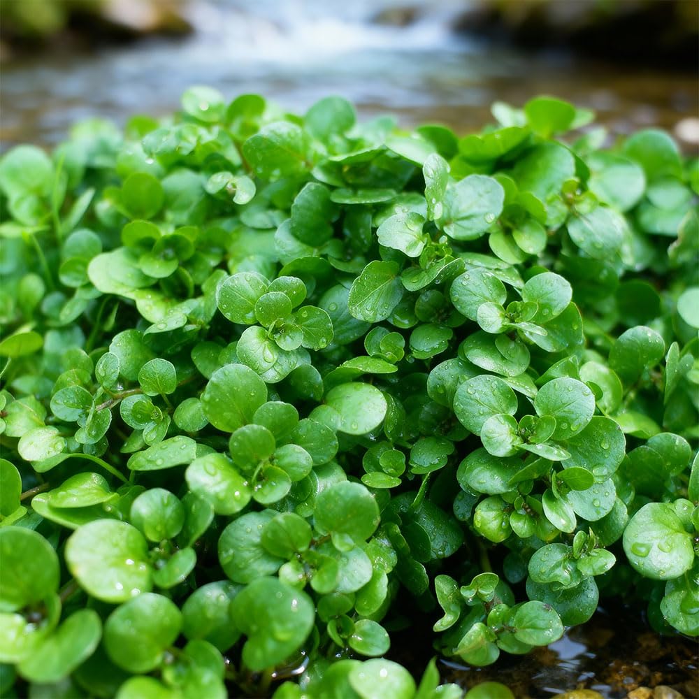 Watercress Seeds – Nasturtium Officinale – Fast-Growing Aquatic Herb for Damp/Shady Areas – Fresh Flavour for Salads & Sandwiches