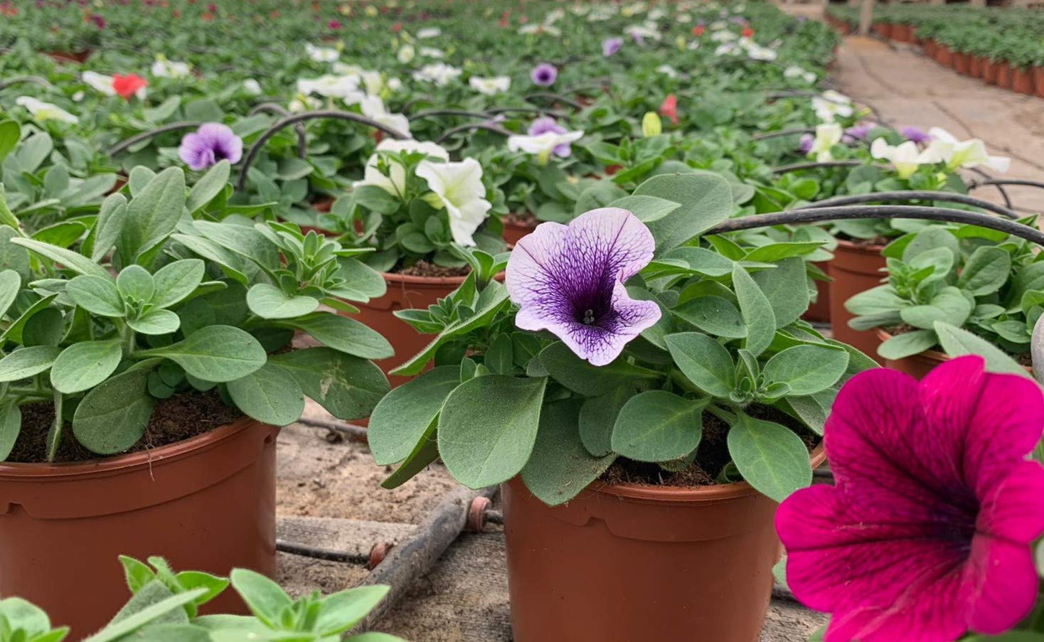 Petunia,Surfinia Pack 6 plantas 14 cm ø - Vipar Garden 11
