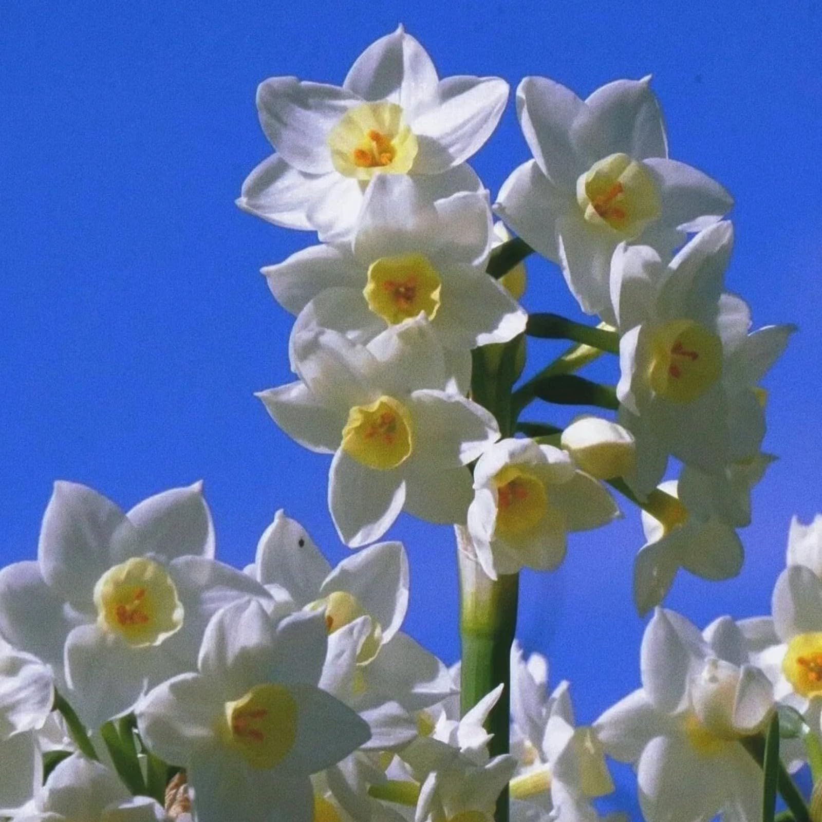 Gorgeous Daffodil Bulbs Mix for Planting Now UK/Good for Containers/Natural Organic/Strong Plants That Grow Well/Perennials,Fragrant,Greening Flower/Landscape Design Plants.