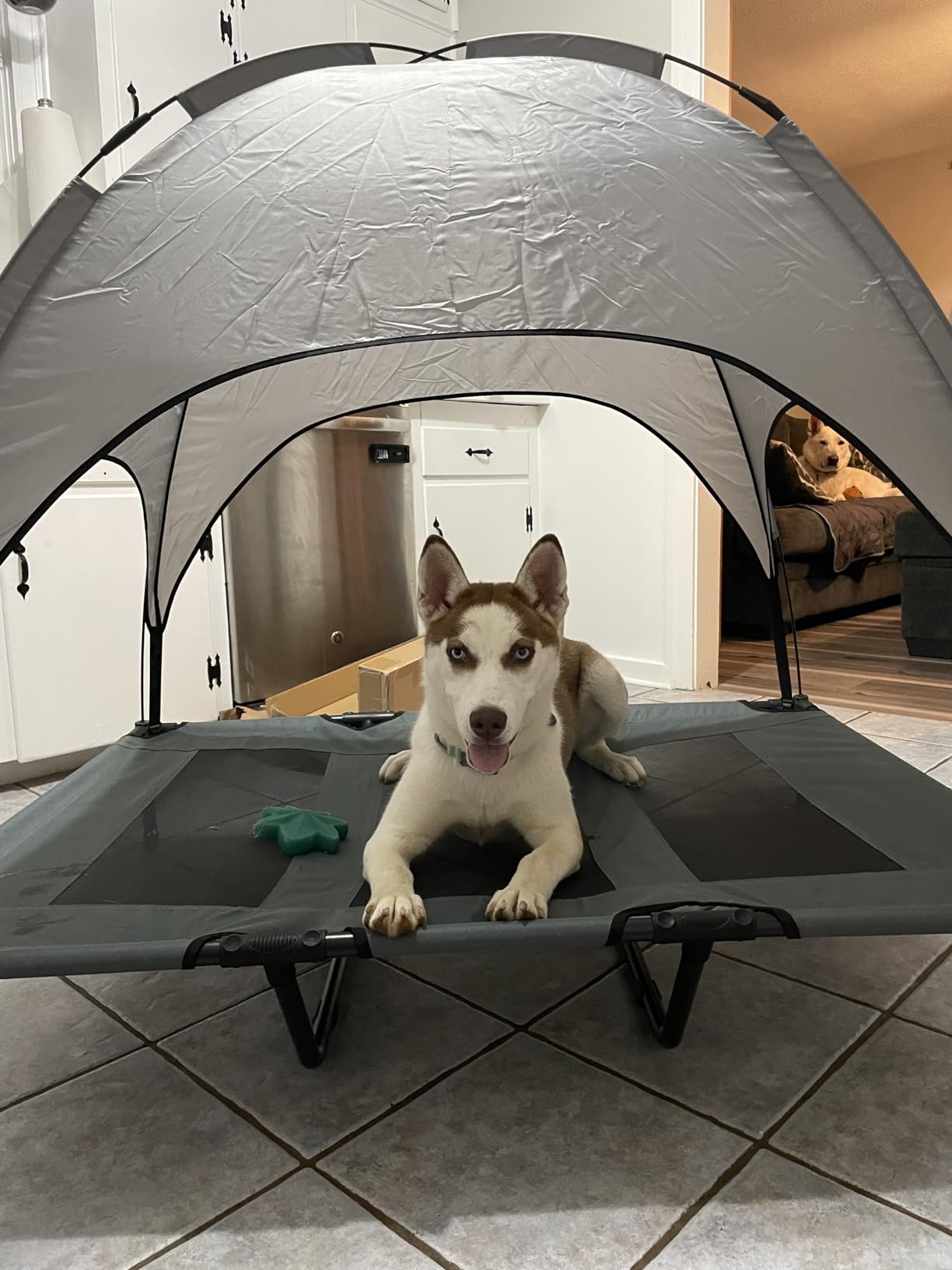 PupHut Outdoor Raised Dog Bed – XL Size Lounger with Shade Canopy