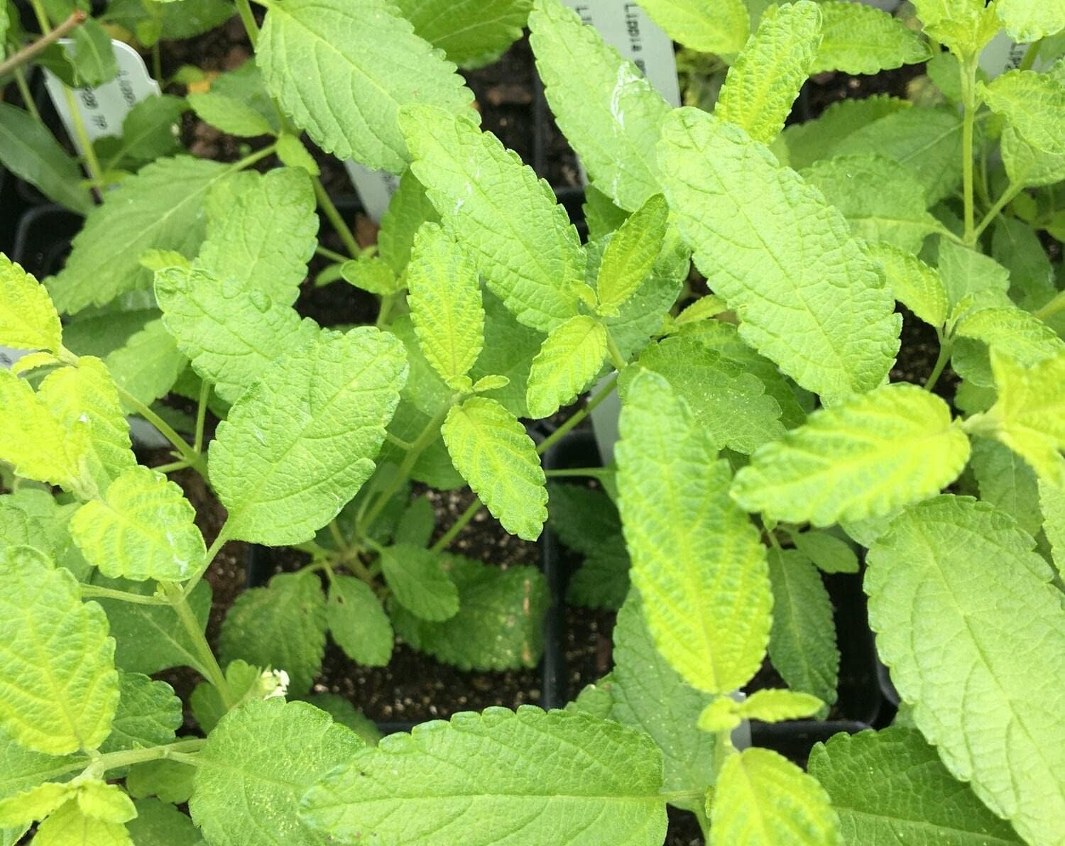 Lippia Graveolens Mexican Oregano Seeds Plant in 35+ Seeds Inch Easy to