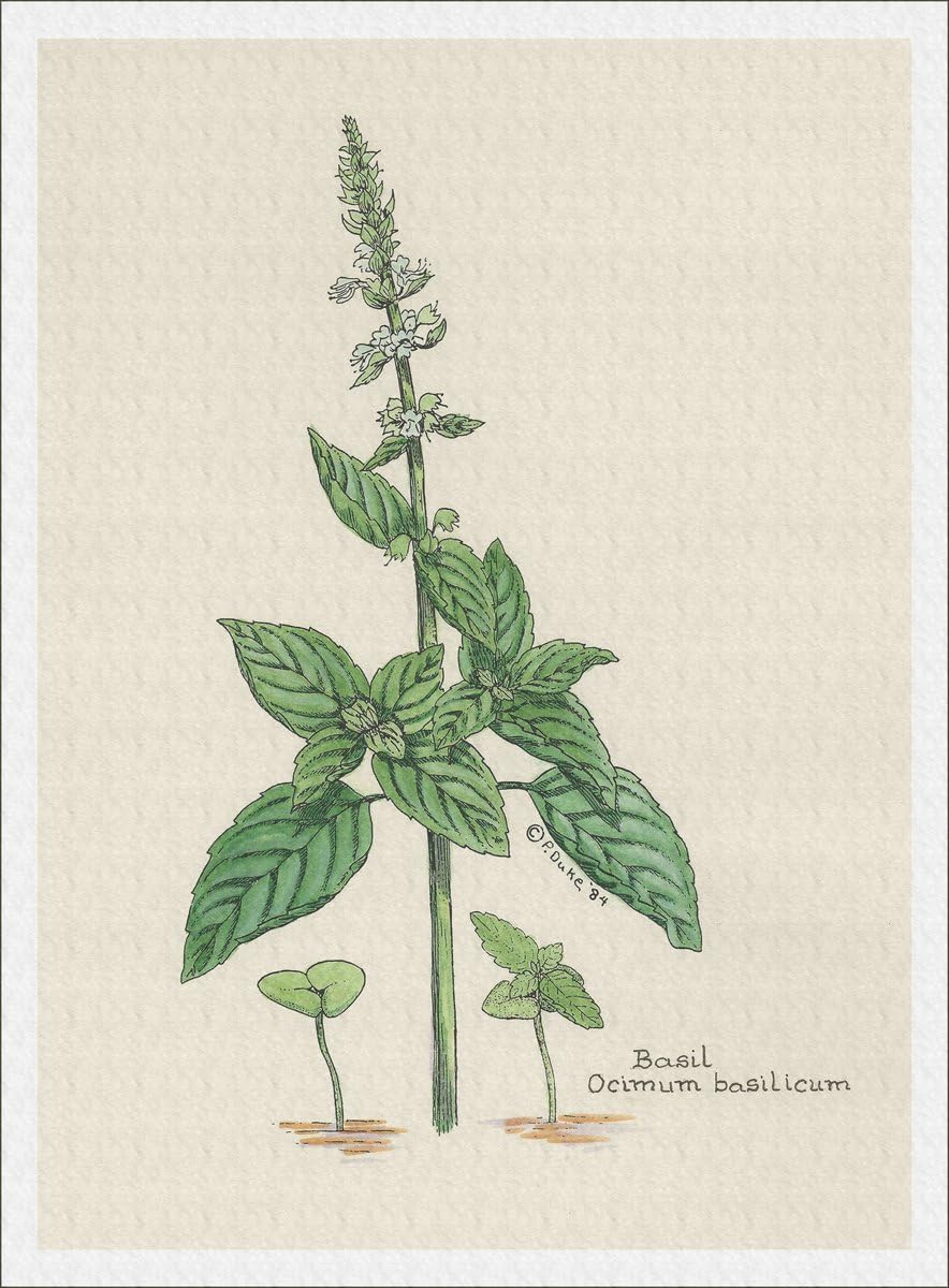 Peggy Duke Botanical Print of Sweet Basil Herb from Culinary Herbs Group, 7 X 10 Inches, Giclee Print