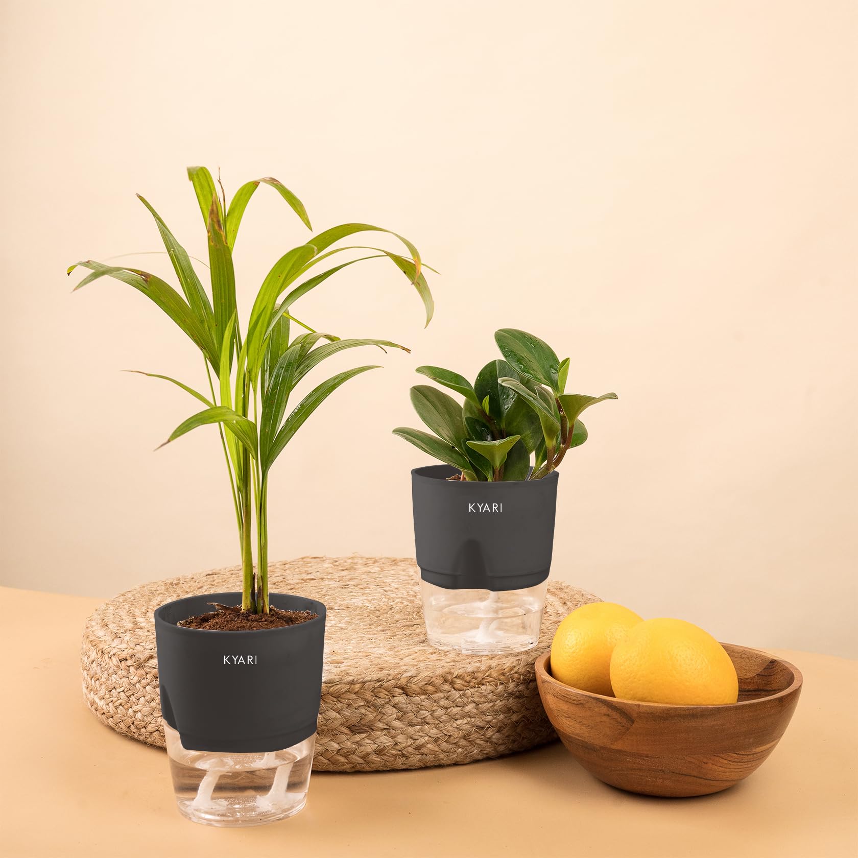 KYARIPeperomia Green-Areca Palm Combo of 2 Indoor Plants for Living Room | Live Plants | Plants with Grey Pot for Home Air purifier plants | Plants for Home Decor | Plants for garden