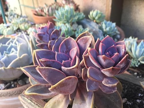 Miniatura 4 de Echeveria 'Perle von Nurnberg', planta suculenta viva totalmente enraizada en macetas de 2 pulgadas con mezcla de tierra, planta de interior real