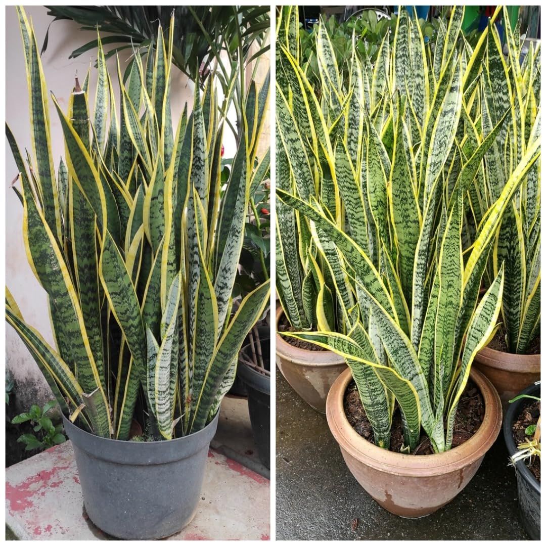洋書 the splendid sansevieria Sansevieria Superba Yellow Snake Live Indoor Plant - Air Purifying