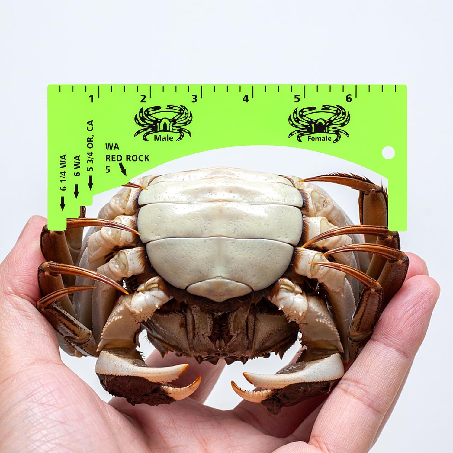 Lakei Crab Gauge, Measure for Dungeness, Blue Crab, Rock Crab, Lobste