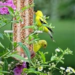MIXXIDEA Finch Bird Feeder Hanging Metal Thistle Seed Feeder with 8 Feeding Ports Nyger Seed Feeder, Goldfinch Feeder for Outdoors Garden Copper