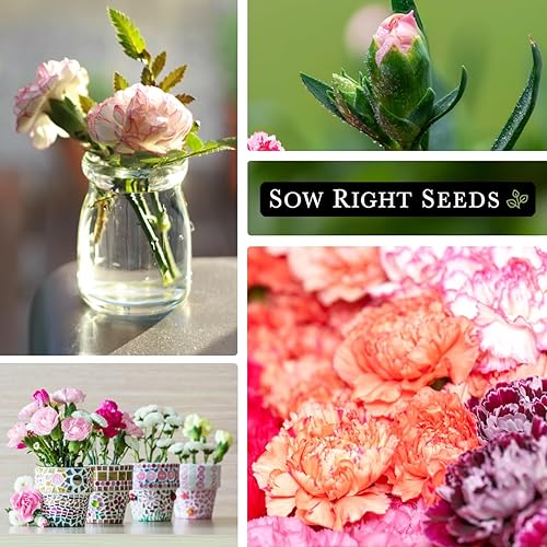 Miniatura 4 de Sow Right Seeds - Semillas de flores para plantar Carnation Chabaud Mix - Hermosas flores para plantar en el jardín de tu hogar - Semillas de