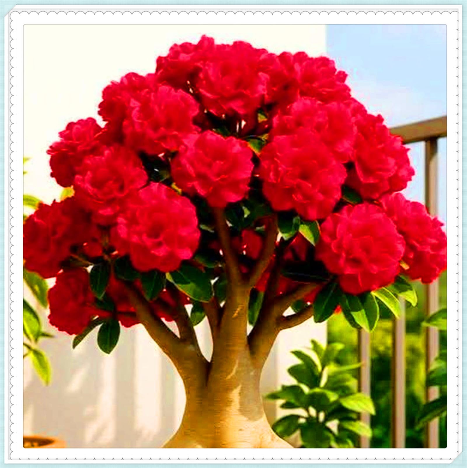 Cold-Hardy Perennial Desert Rose Tubers & Plants, Drought-Tolerant Year-Round Flowering Varieties, Ideal for Professional Planting & Eye-Catching Garden Displays, 1 Bulb