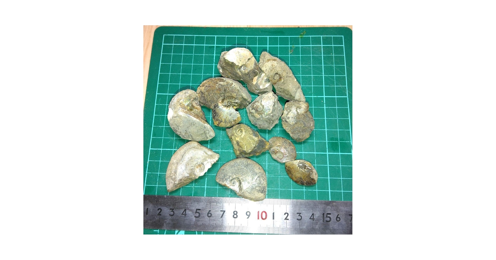 Amazon.co.jp: 北海道遠別町産 メタプラセンチセラス