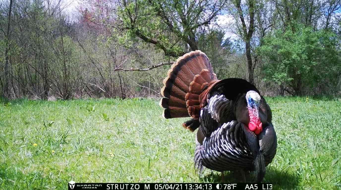 Spartan GoLive 4G LTE Trail Cameras,Live-Streaming, Anti-Theft GPS, On-Demand Image&Video Capture,Real-time Updates,Built-in Lithium Battery,Blackout with 32GB SD Cards - 2 PK (Spartan Multi-Carrier)