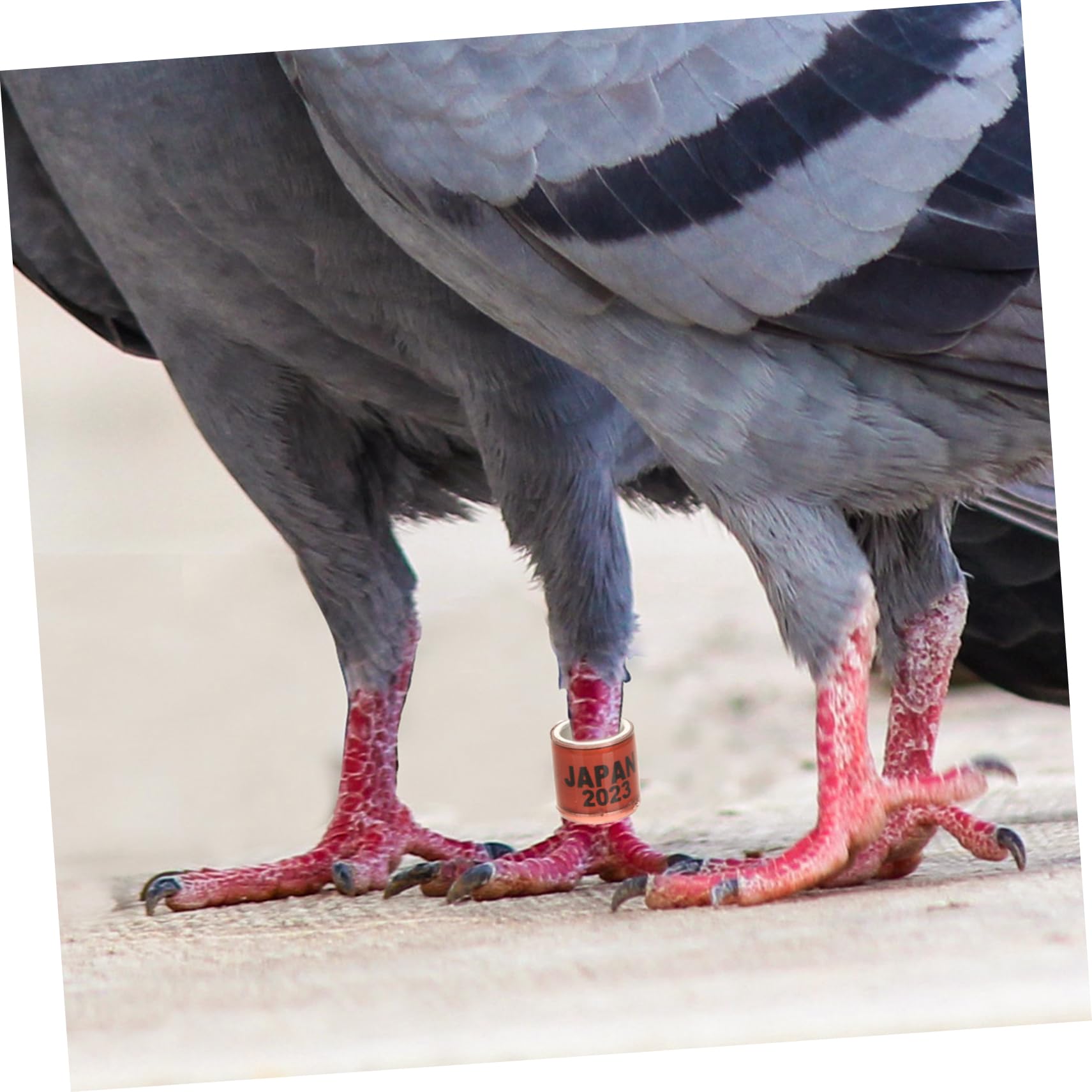 BESPORTBLE 400piezas Anillos De Identificación para Pájaro Anillas De para Palomas De Suministros para Distinción De Aves