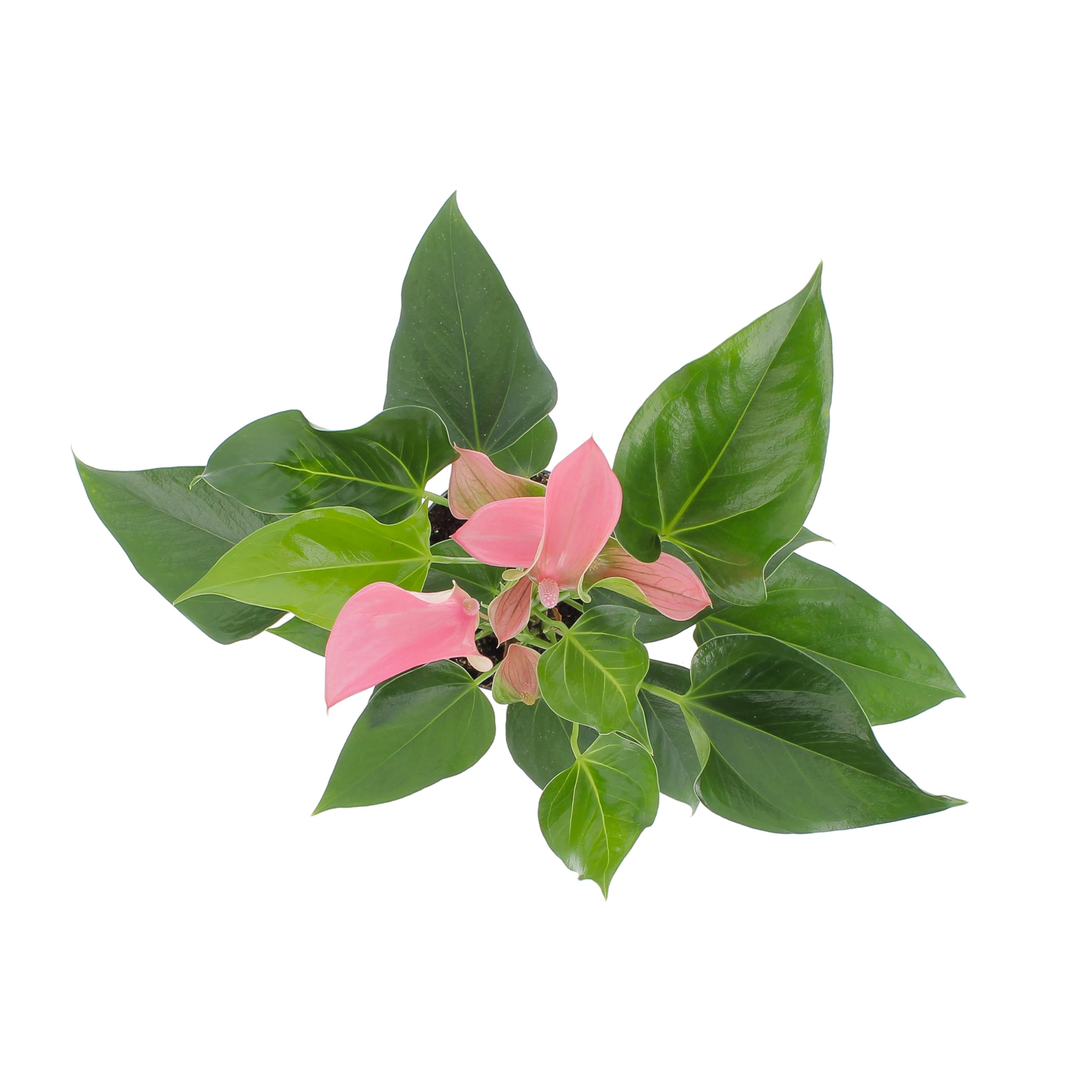 KENTIS - Anthurium Rosa - Anturio Piante da Interno Vere Purifica Aria - Pianta da Appartamento Fiorita - Piante Ornamentali - H 30-40 cm Vaso Ø 12 cm